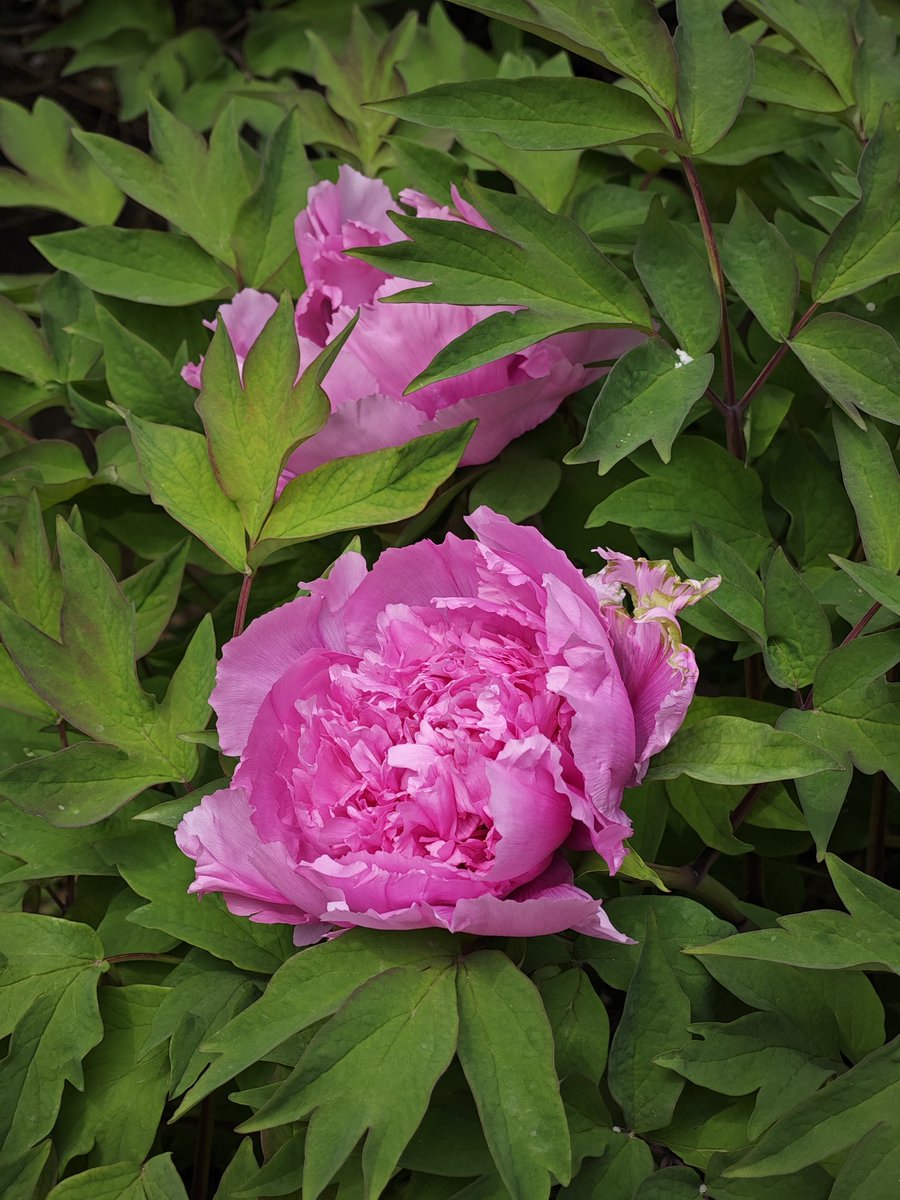 煎蛋棉被 tweet media