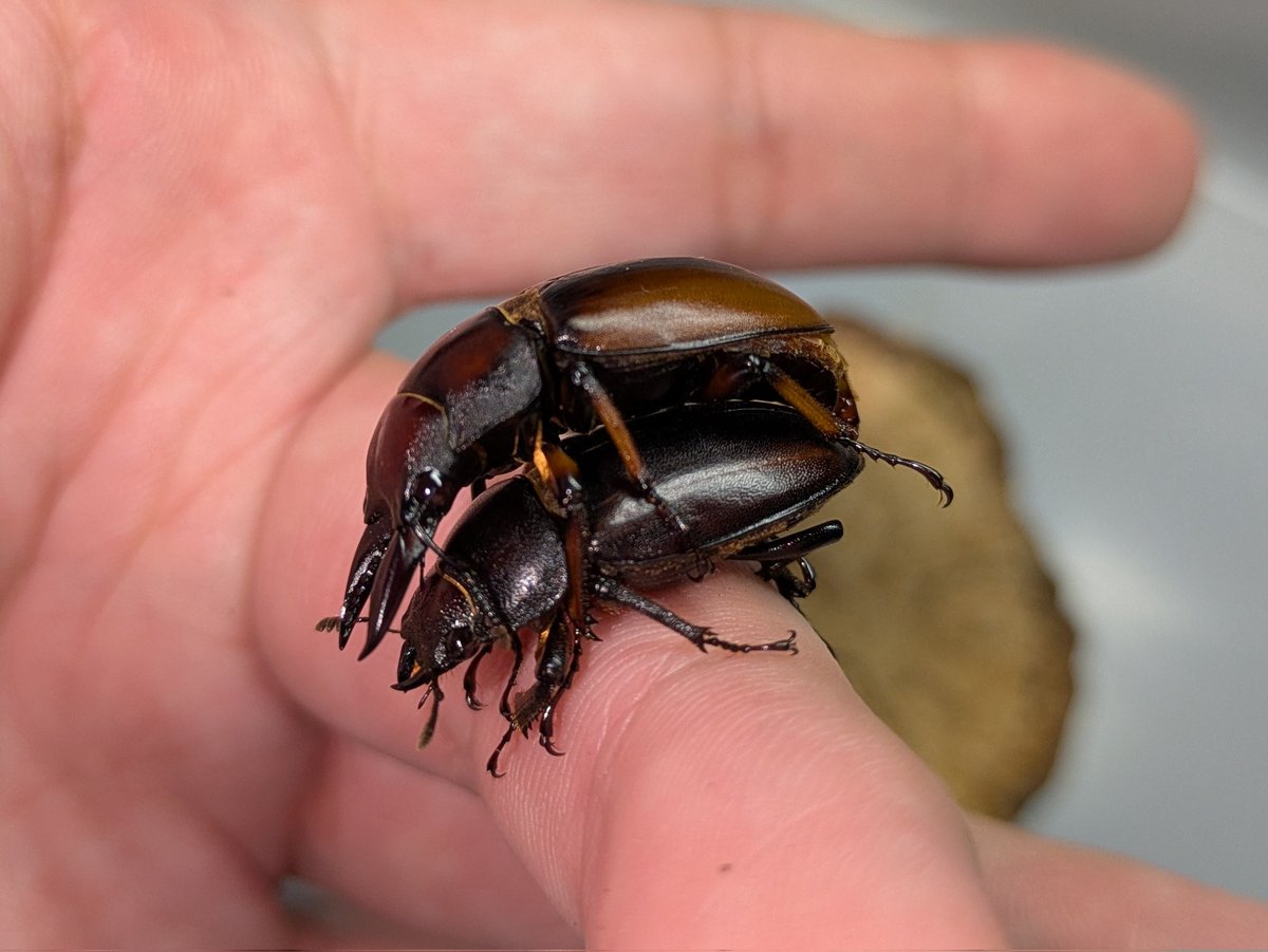 もとお tweet media