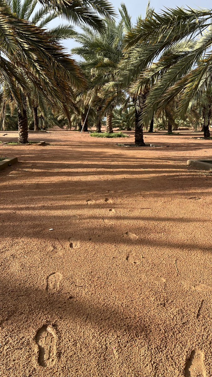 عصرية اليوم تفتح النفس الحمدلله 🌧️🤍 #امطار_المدينه