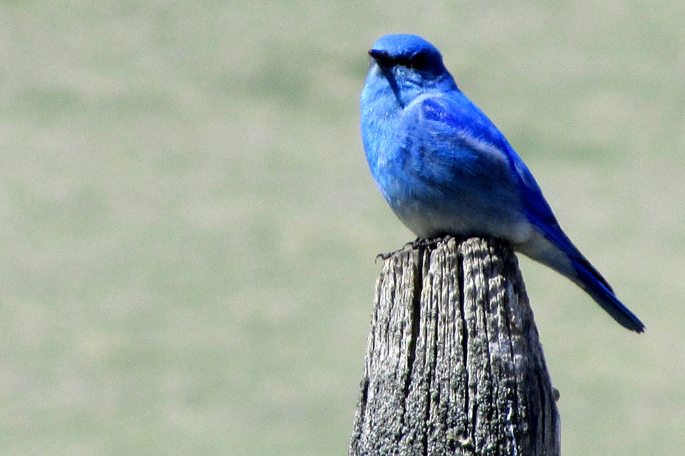 GrrrGraphics 🇺🇸- Ben & Tina Garrison Cartoons tweet media