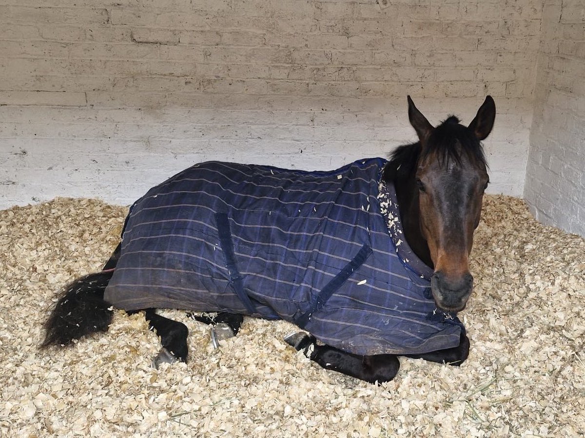 Pimlico Racing Syndicates tweet media