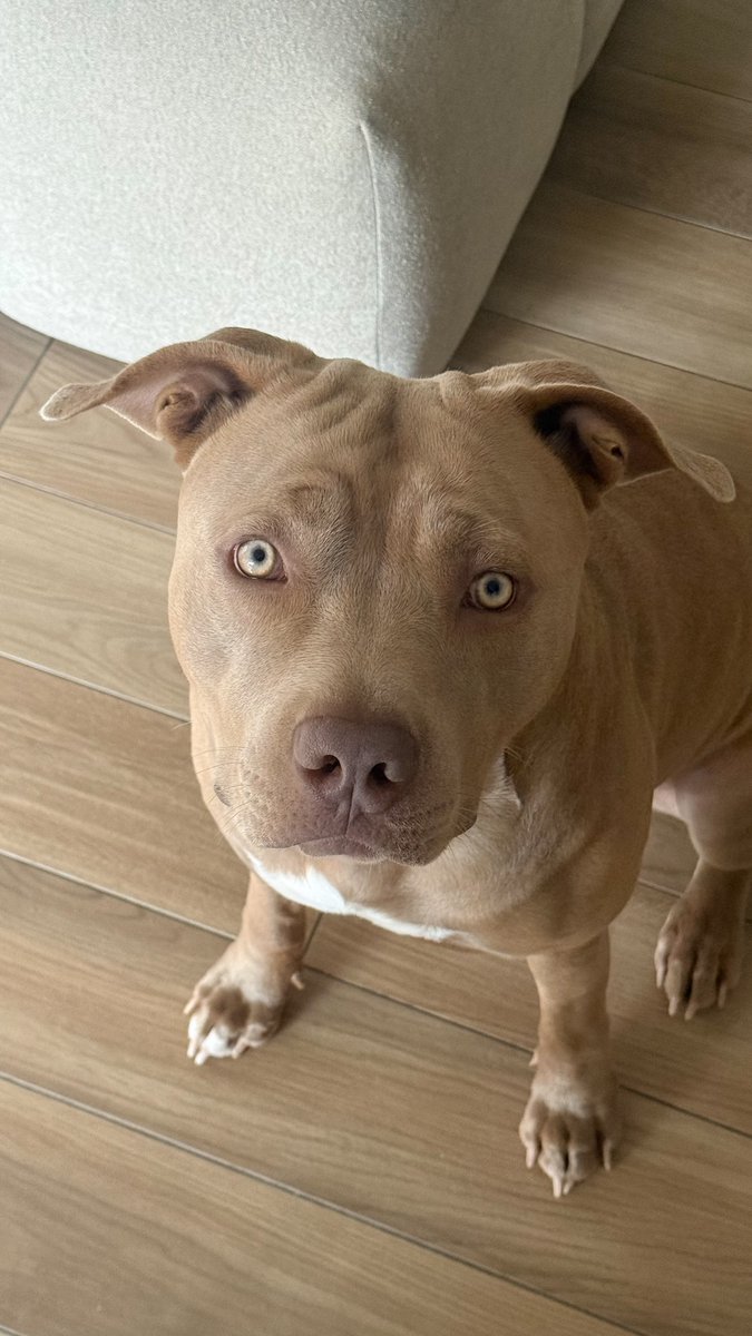 canaleddm's tweet image. 📲  | Daniele via Instagram Stories #ddm