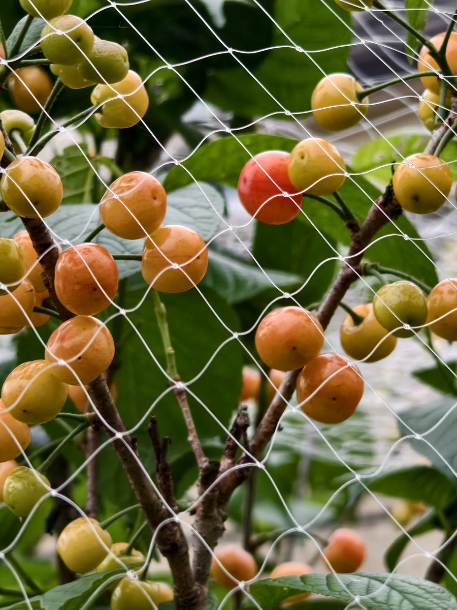 Marryfang 100%fo tweet media