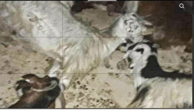 🌏🇵🇸💫
Filistin'de Müslümanlara Bayram Öncesi Saldırı! Kurbanlıklarını Telef Ettiler

İşgalci Yahudiler, El Halil'de Müslümanlara ait kurbanlık koyunları zehirli gazla itlaf ettiler.

Filistin'de Müslümanlara Bayram Öncesi Saldırı! Kurbanlıklarını Telef Ettiler

İşgalci Yahudiler