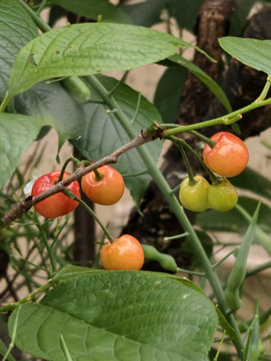 Marryfang 100%fo tweet media