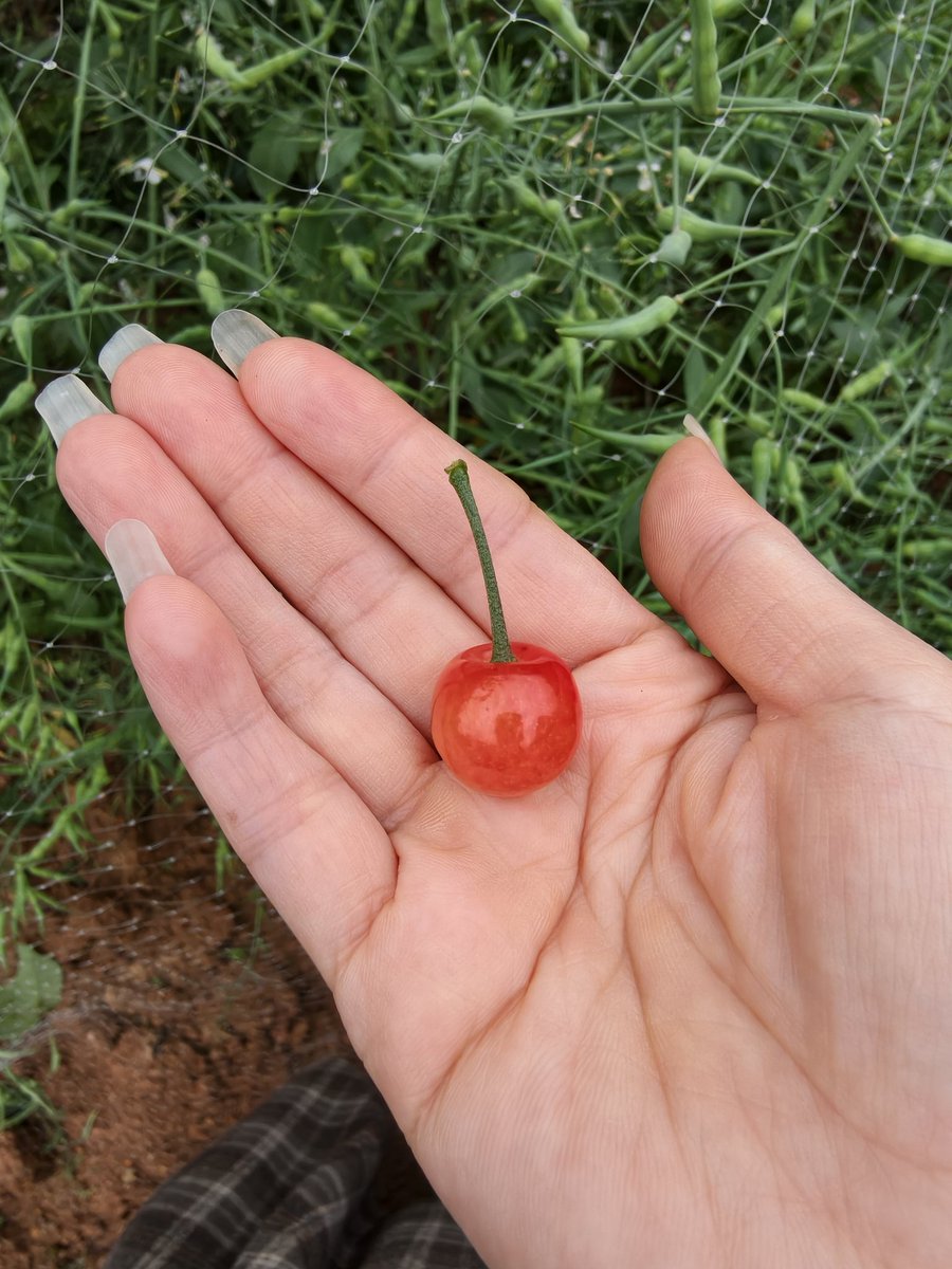 Marryfang 100%fo tweet media