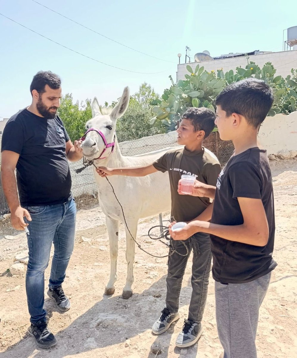 Safe Haven for Donkeys tweet media