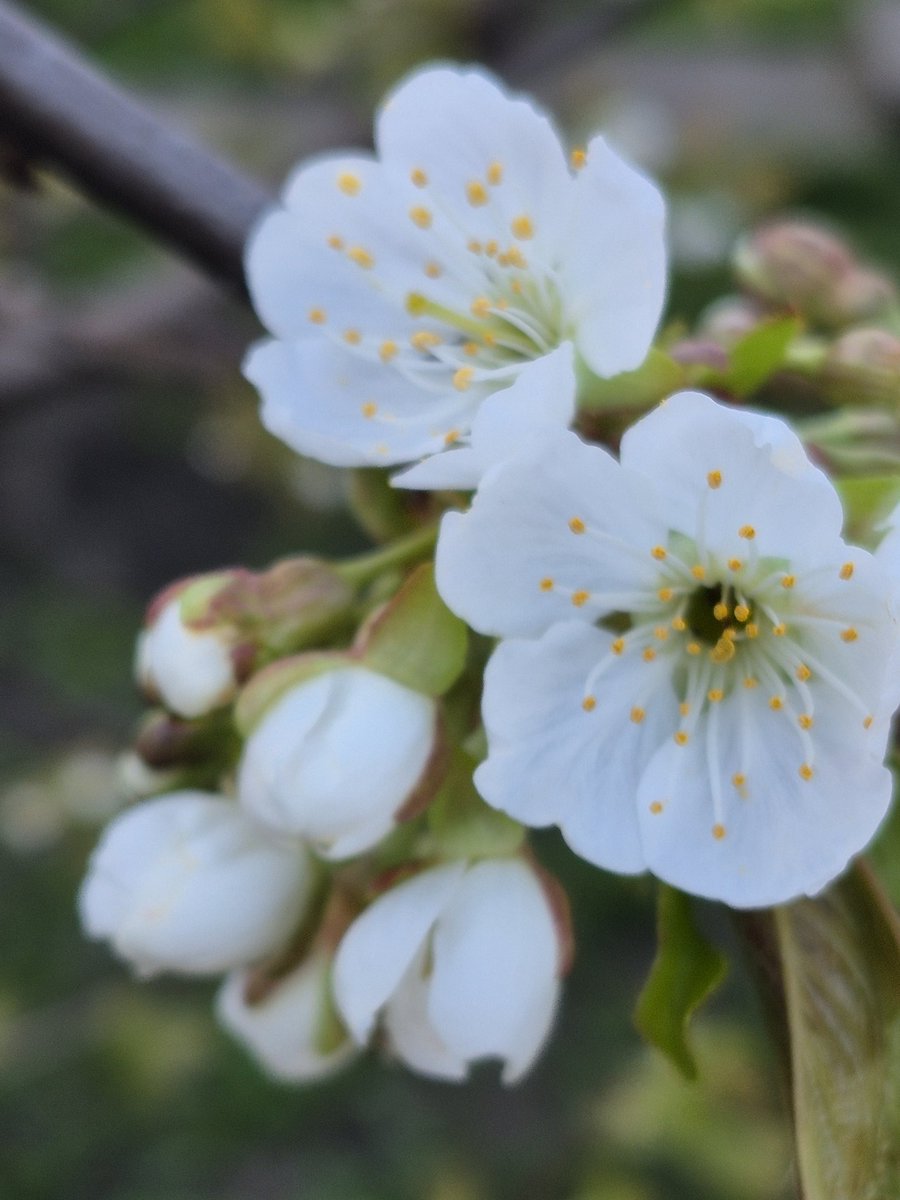 eva_joy1's tweet image. Lost in spring’s spell 🌸✨
#SpringVibes