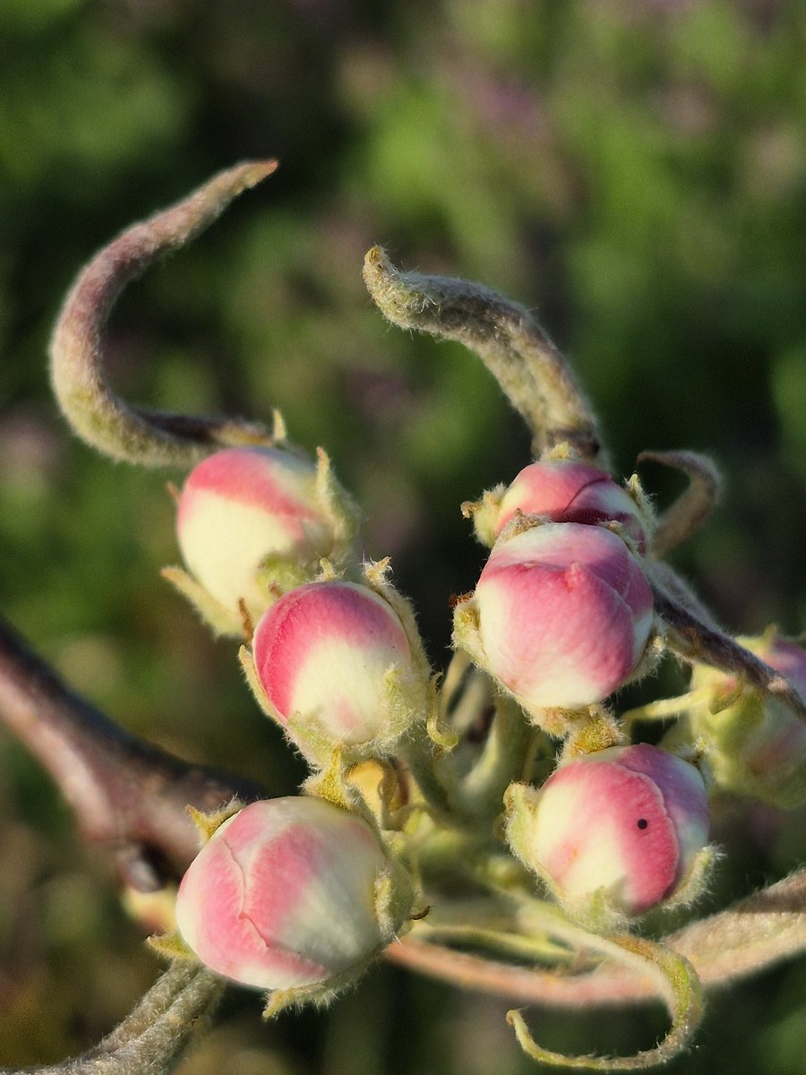 eva_joy1's tweet image. Lost in spring’s spell 🌸✨
#SpringVibes