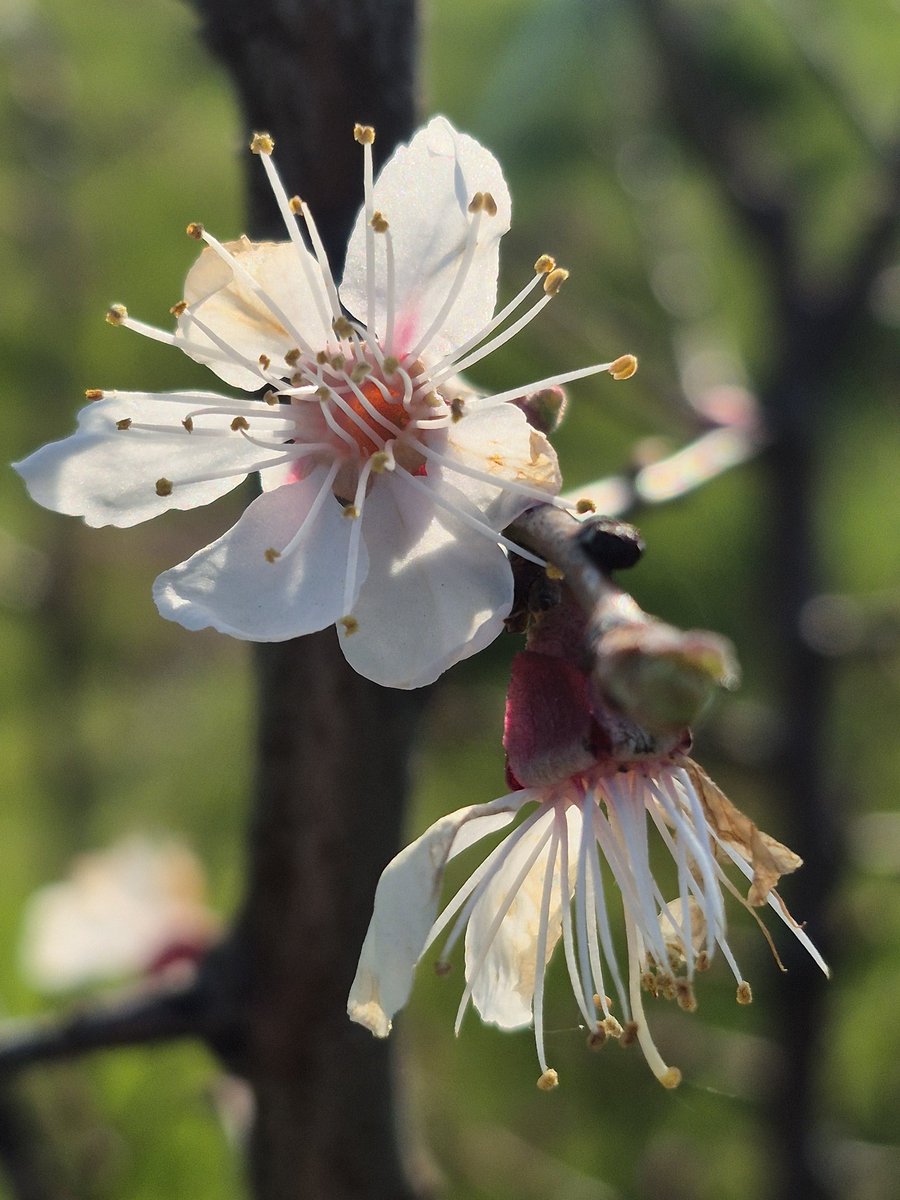 eva_joy1's tweet image. Lost in spring’s spell 🌸✨
#SpringVibes