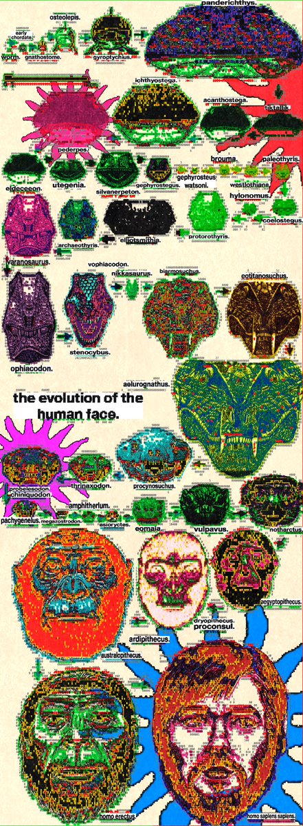 the evolution of the human face.