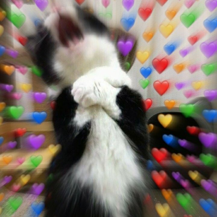 ≫𝕿𝖍𝖊 𝕱𝖔𝖔𝖑→ tweet media