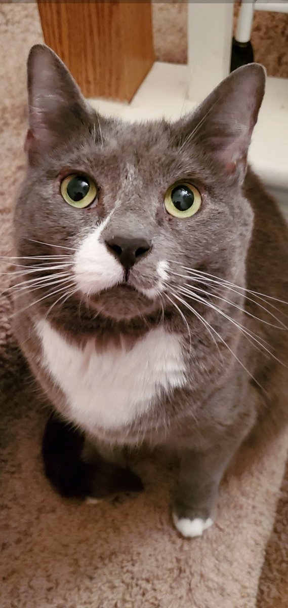 KnightWing tweet media