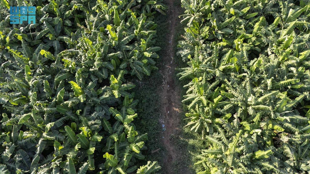 واس الاقتصادي tweet media