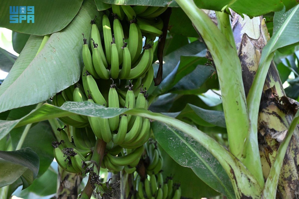 واس الاقتصادي tweet media