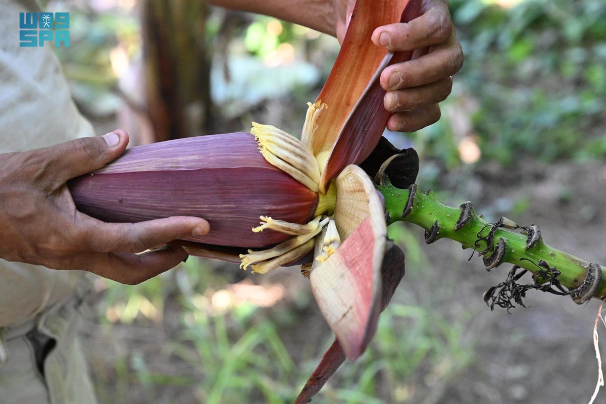 واس الاقتصادي tweet media
