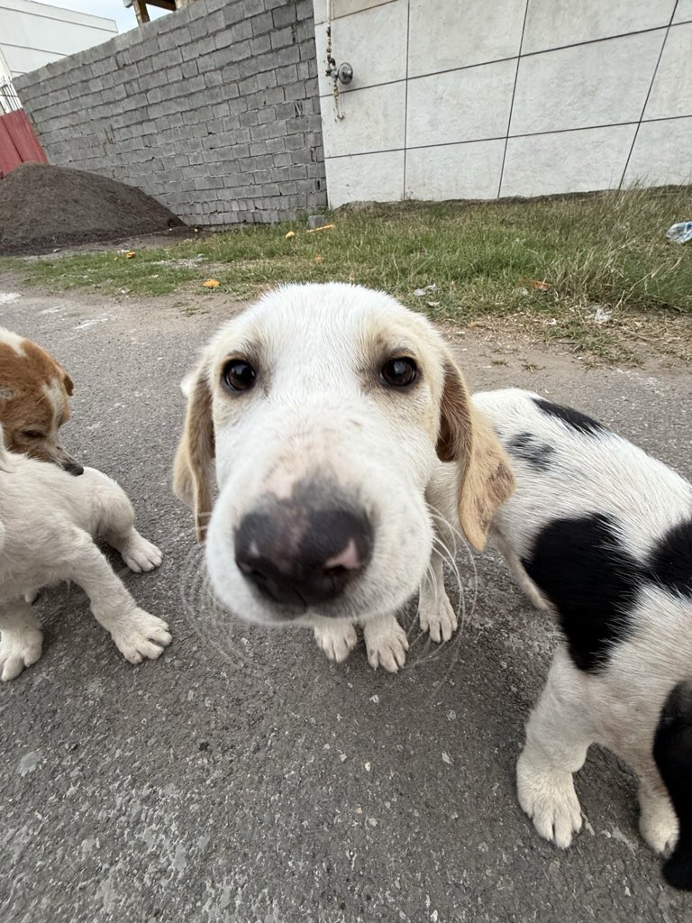 معید tweet media