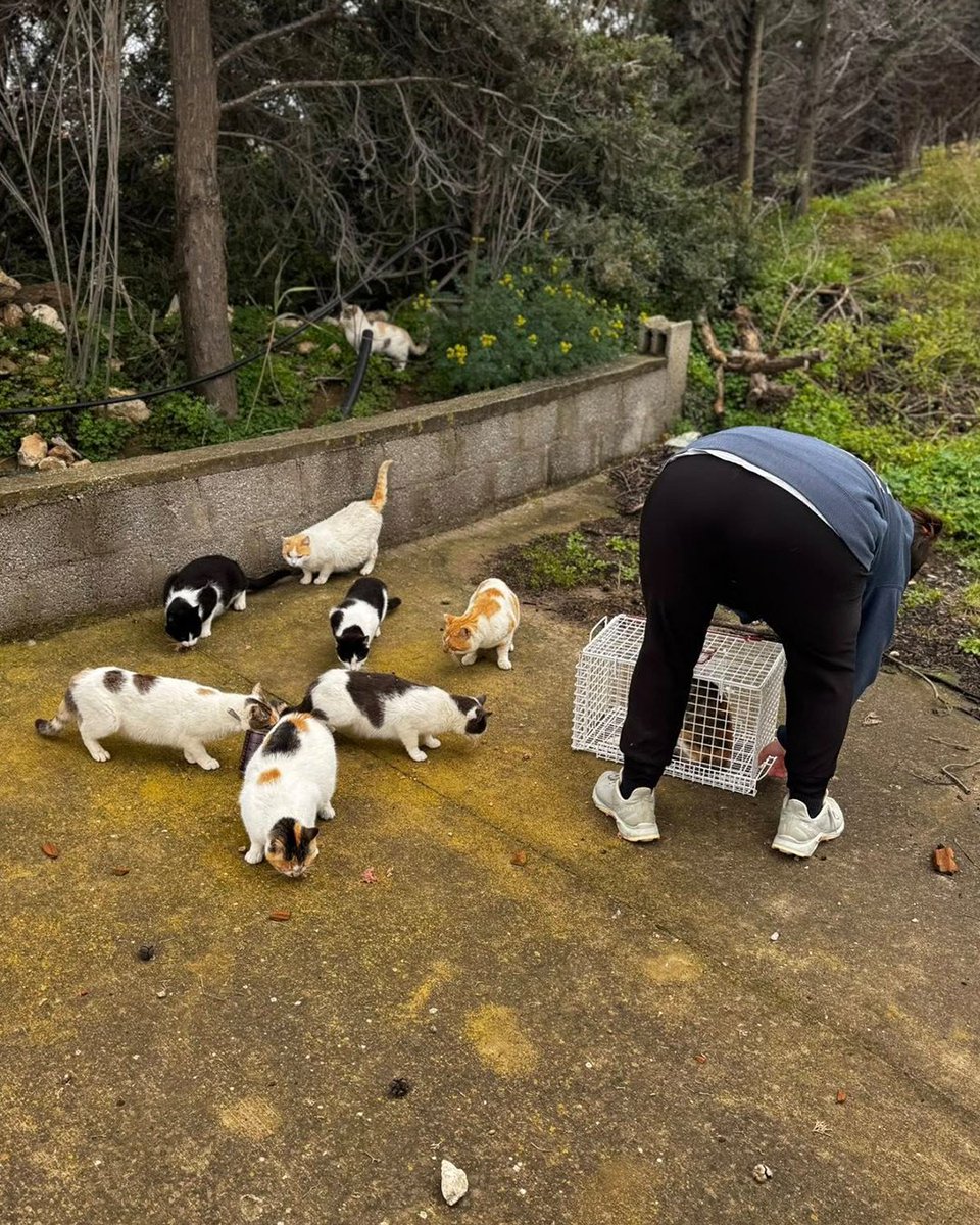 Animal Action Greece tweet media
