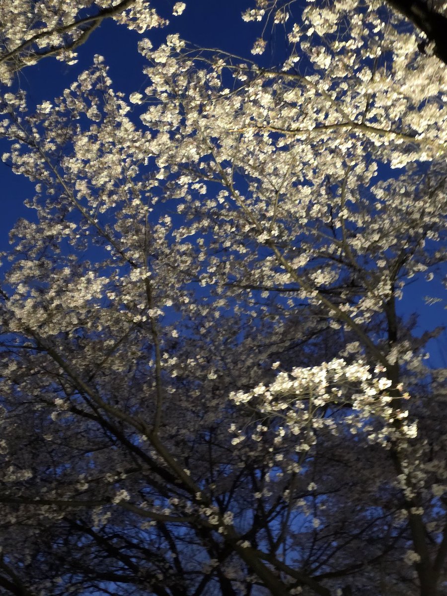 한별 tweet media