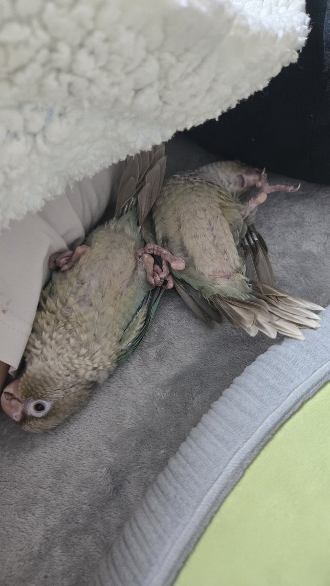 연두해요~ tweet media