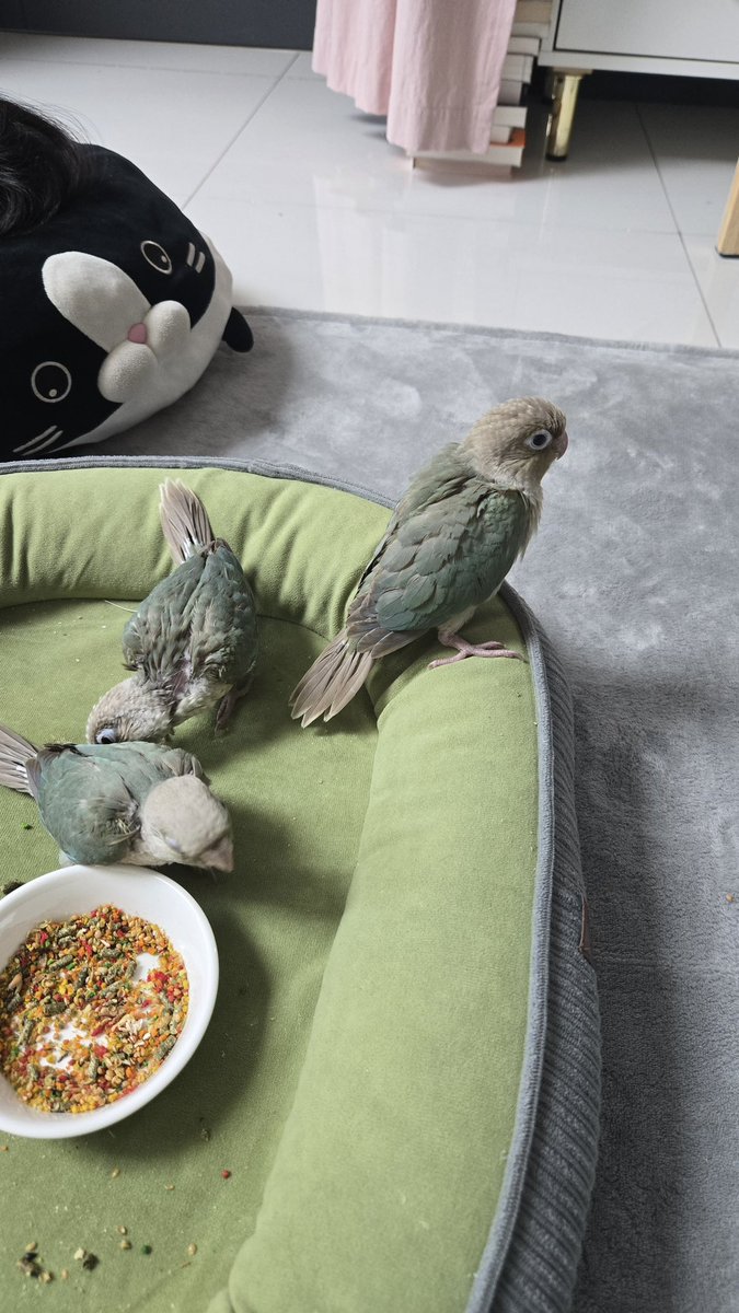 연두해요~ tweet media