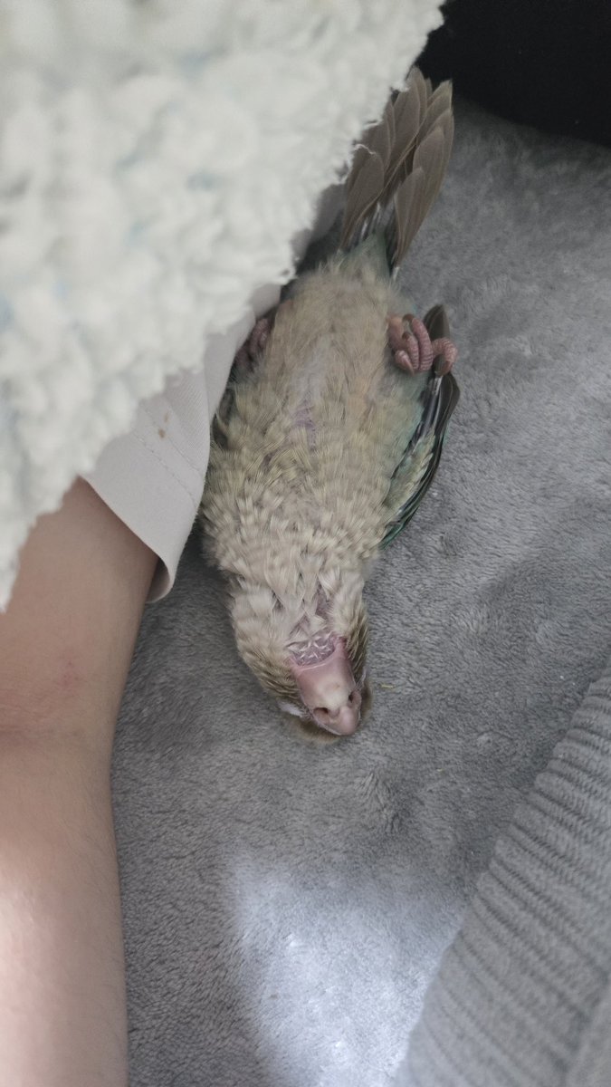 연두해요~ tweet media