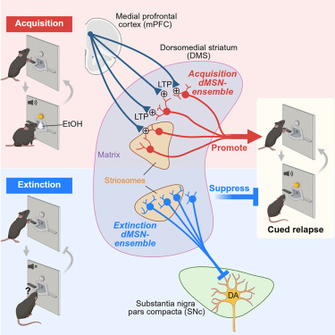 Neuron tweet media