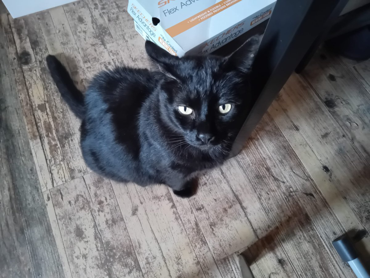 xanerath's tweet photo. Proud to introduce my programming team! Lucky and Misu. They're not productive at all, they charge a fortune, and they're always hungry. 🐱💻
#catgamedev #gamedev #reconnected #indiecatdev https://t.co/0Bv1Kuk9B7