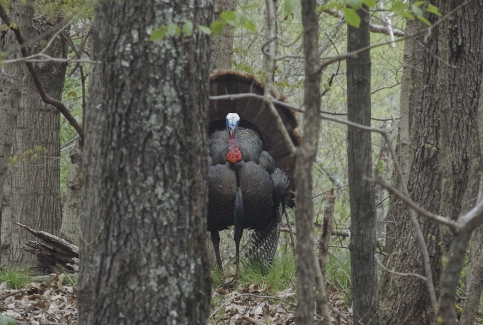 NateHosie's tweet photo. Hard Gobbling beautiful turkey hunt in the Illinois hardwoods! Huge thanks to Scott Bosaw for the invite fun few days with the boys! I absolutely love turkey season! #turkeybefloppin #berettatribe #provendeadly @ZinkCallsAvianX @Realtree @Beretta_USA @OUTDChannel @hawkeoptics https://t.co/ycFf8fGPLA