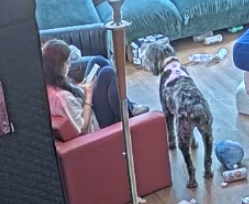 🐶Ultra Nuclear Poodle Head 🐶 tweet media