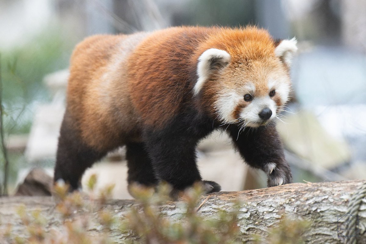 Cryptoshi tweet media