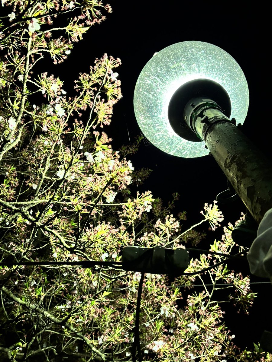 さーかま tweet media