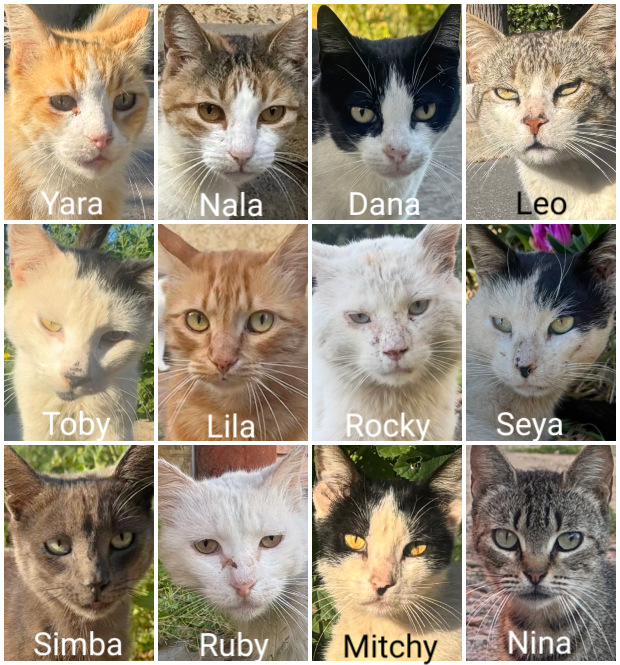 Cat_Kapow😾 #StandWithUkraine 🇺🇦🌻 tweet media