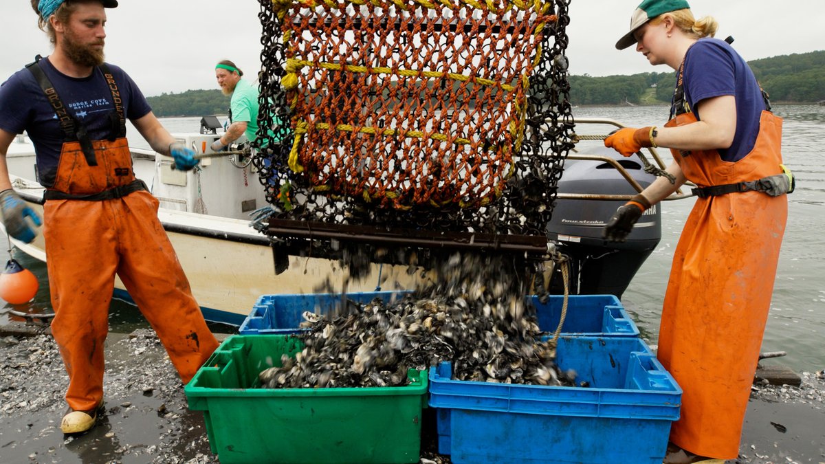 MITMechE's tweet image. Researchers from MIT's Varanasi and Hatton Labs, with collaborators from the University of Maine Darling Marine Center, have introduced a chemical-free approach to balancing #ocean acidity that could dramatically impact the global #aquaculture market tinyurl.com/MITblueeconomy