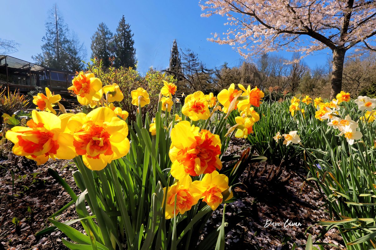 Its spring in Vancouver, a glorious time