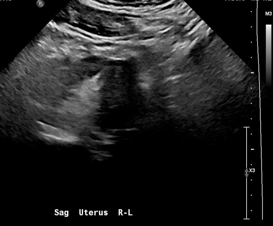 princess mia tweet media