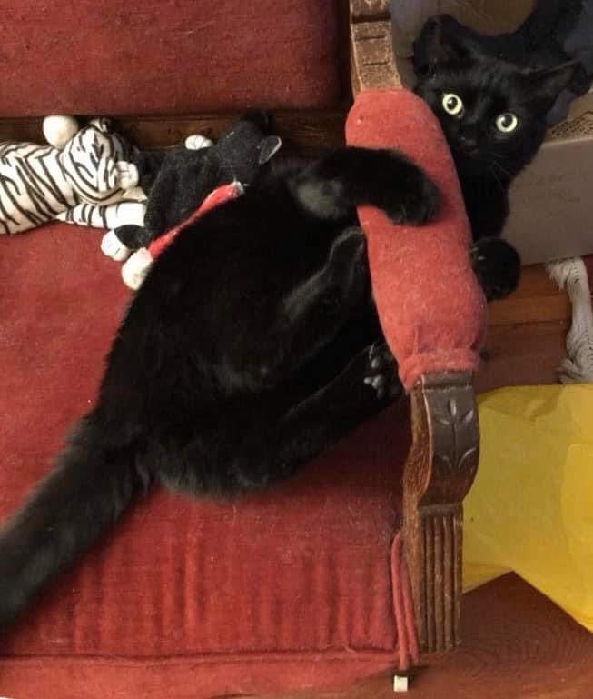 LORI SAXON tweet media