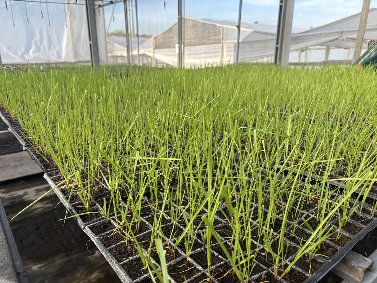 Pasture Genetics tweet media