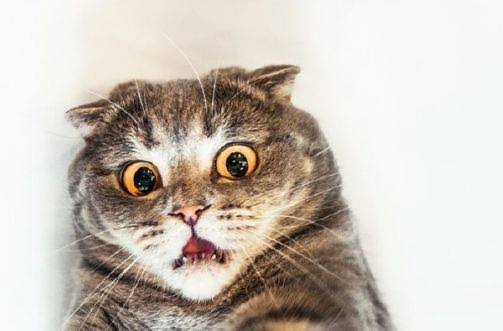 嵐寶雲❤變態人妻Vtuber❤ 孕婦ing tweet media