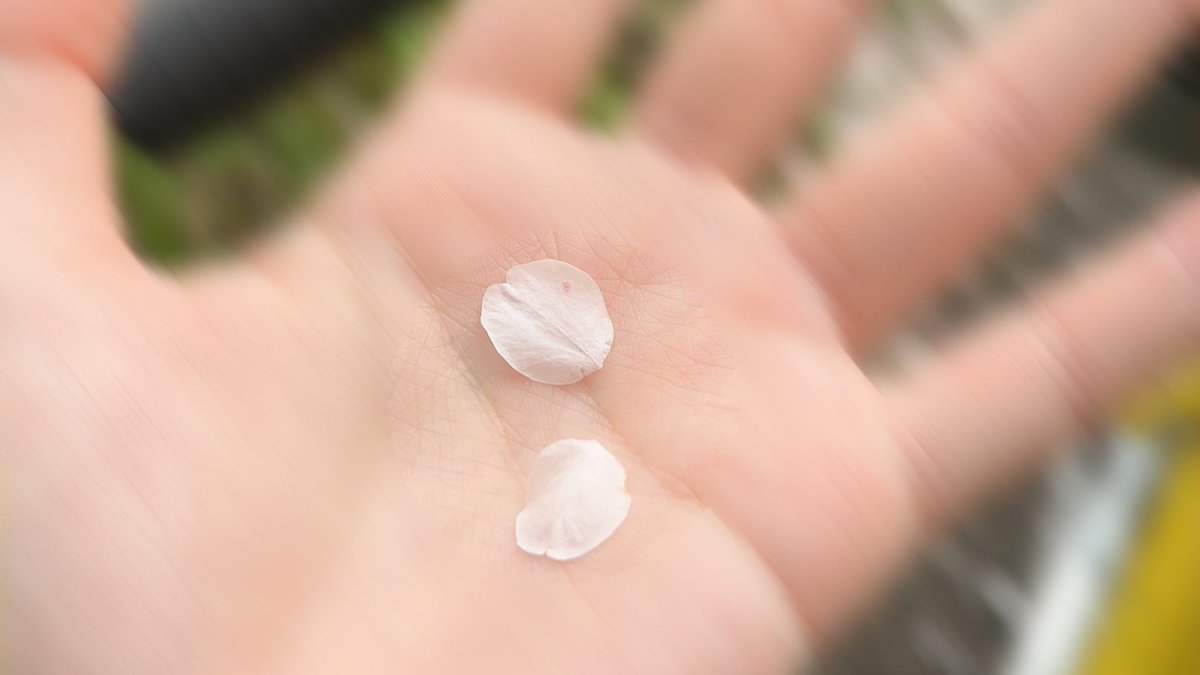 マジカル tweet media