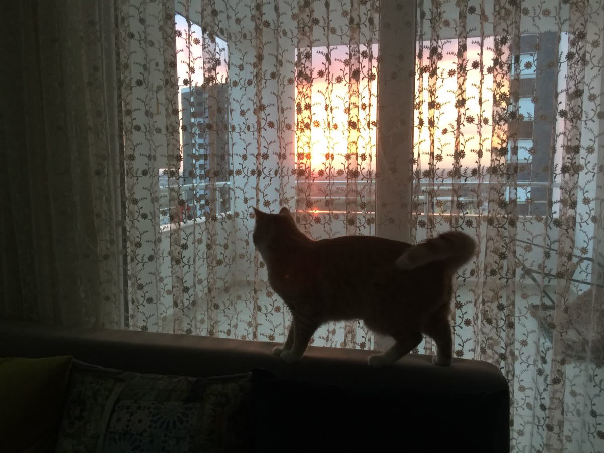 gal౨ৎ tweet media