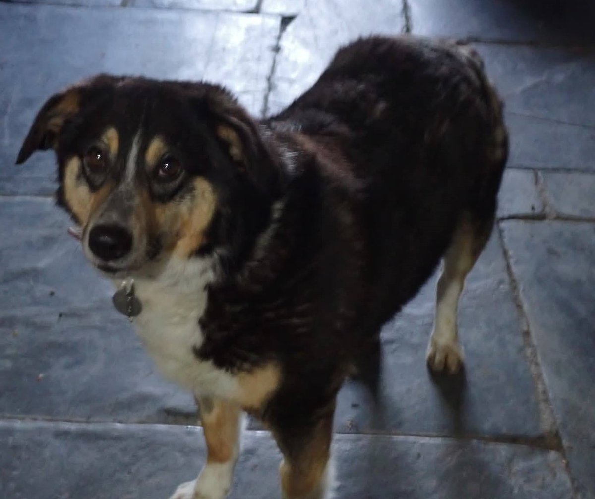 Missing Pets GB tweet media