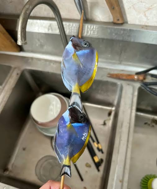 嵐寶雲❤變態人妻Vtuber❤ 孕婦ing tweet media