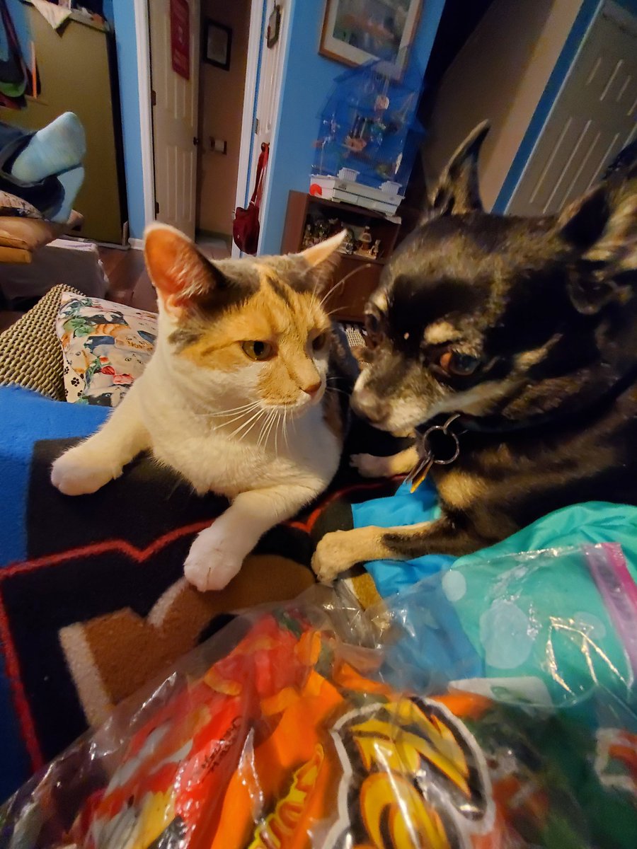 paco5775's tweet image. It's Tiki Tuesday 🥰 #dogsoftwitter #TikiMyHeart #ForeverLoved