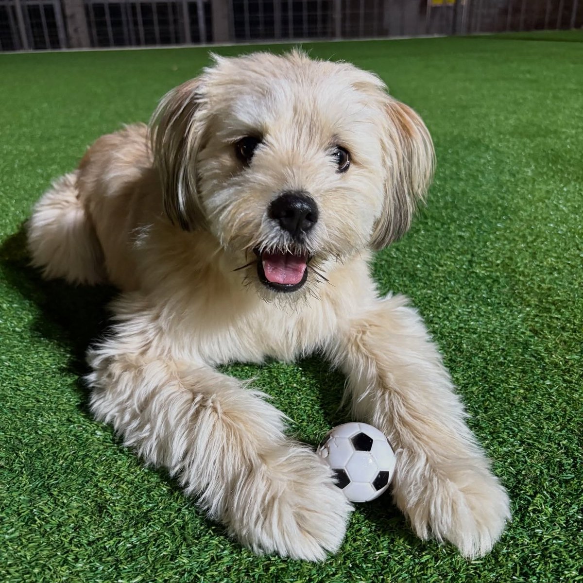 SB연구소 조교 tweet media