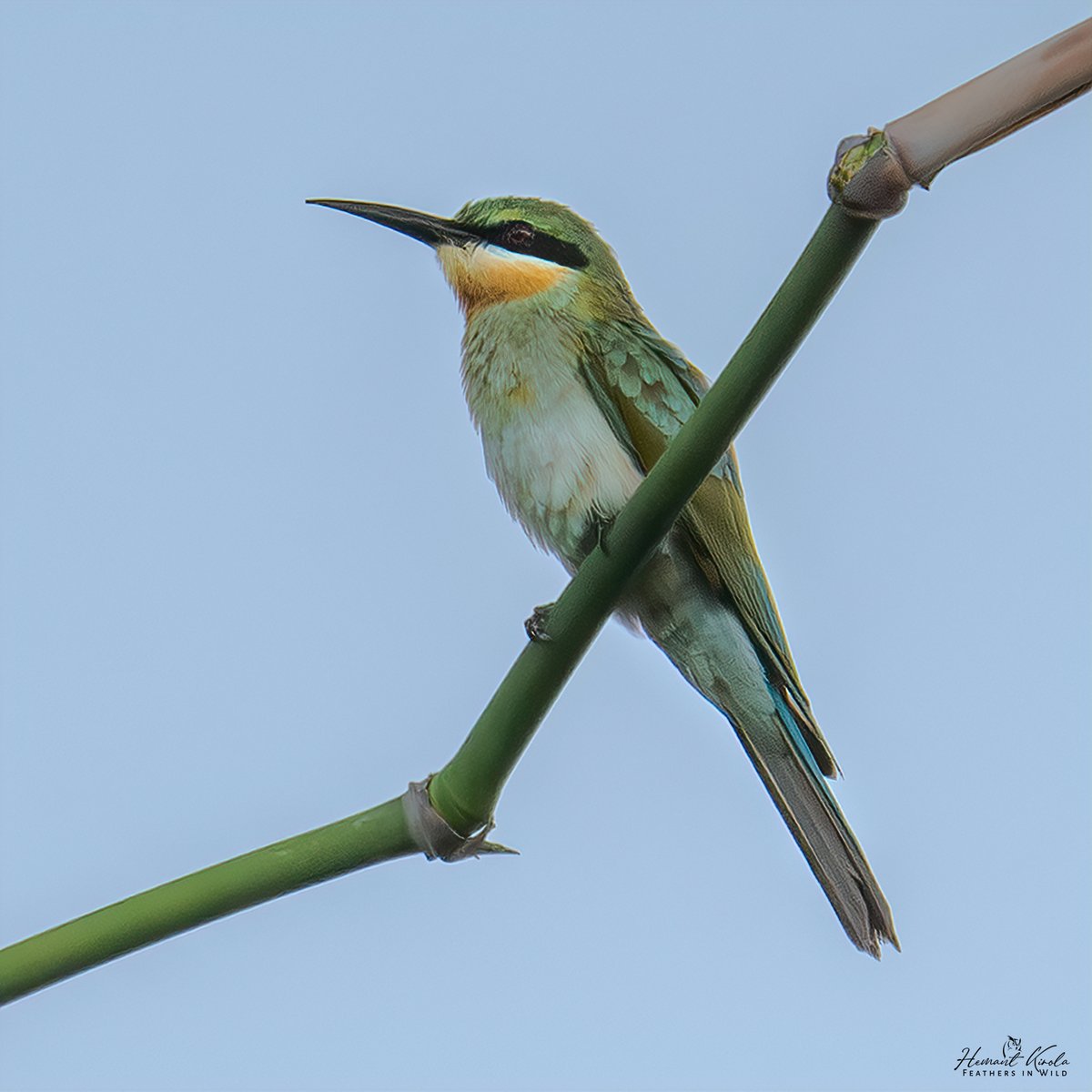 kirola_hemant's tweet image. Any Farmland bird species today?

Blue-tailed Bee-eater

#IndiAves #NikonIndia