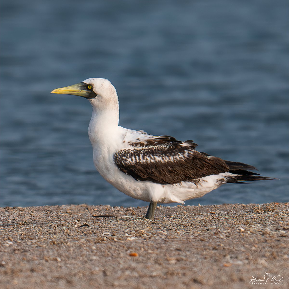 kirola_hemant's tweet image. Any Coastal Area (beaches, cliffs, estuaries etc) bird species today?

Masked Booby

#IndiAves #NikonIndia