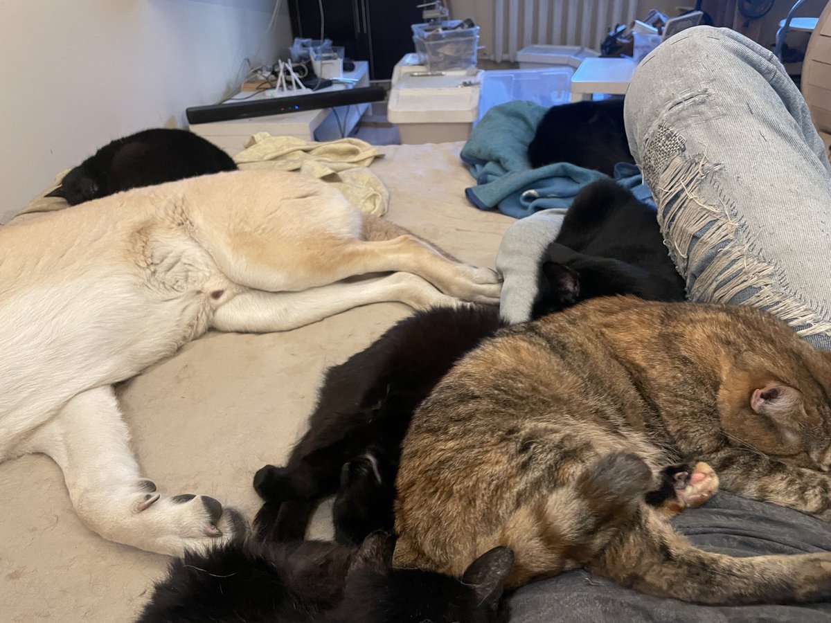 Ebanistería con gatos tweet media