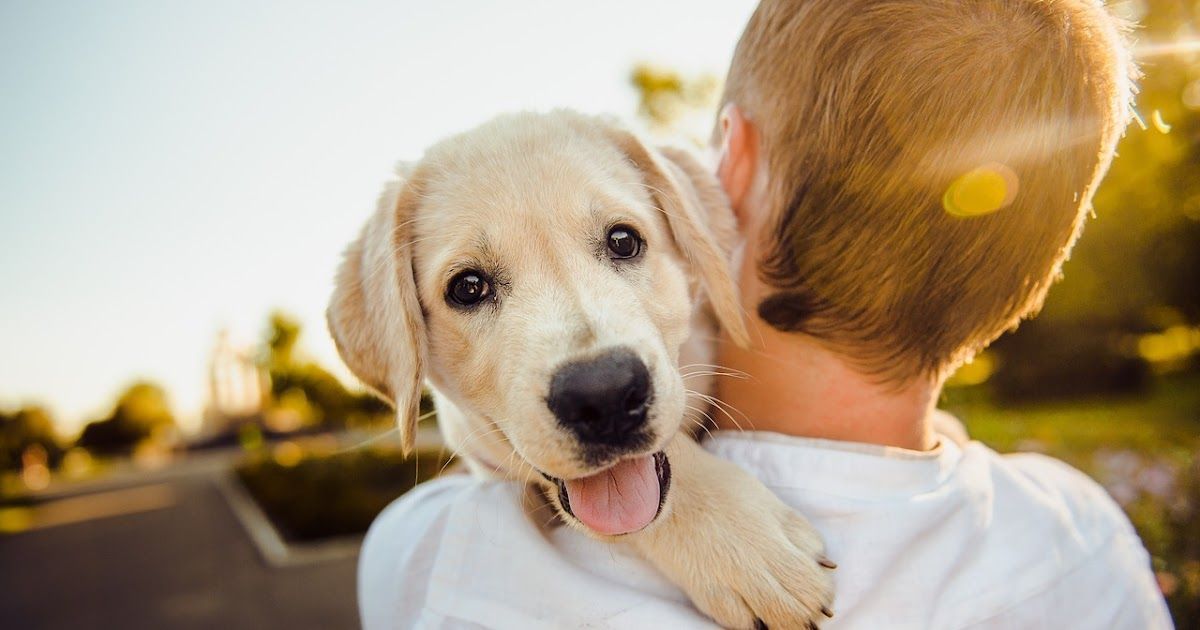 DeborahDian's tweet image. If you are a pet owner, are you prepared for a disaster? Will the firemen be aware of your pet in case of a fire? Are you prepared to evacuate your pet? Deal with a power outage? This article will help:

Article link: baby-boomer-retirement.com/2025/05/protec… 

#pets #disaste