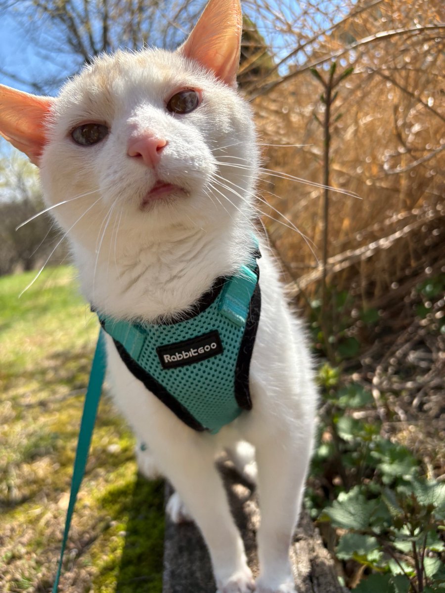 Ganymede tweet media